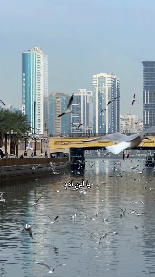 Post 7 by أمين آلقصبي 🇦🇪 on TikTok (video)