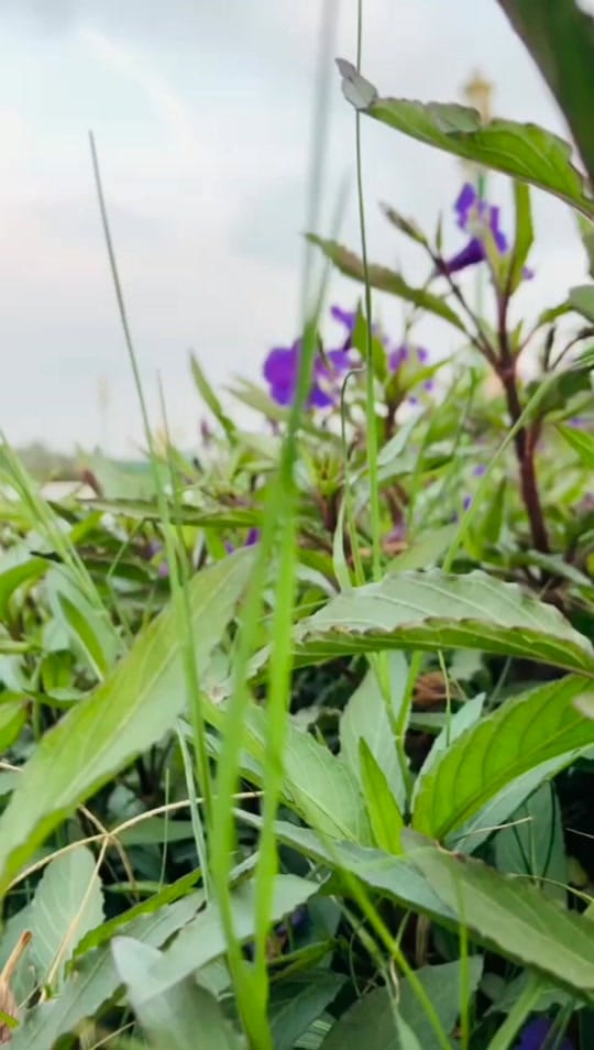 Post 5 by nuzai—rah on TikTok (video)