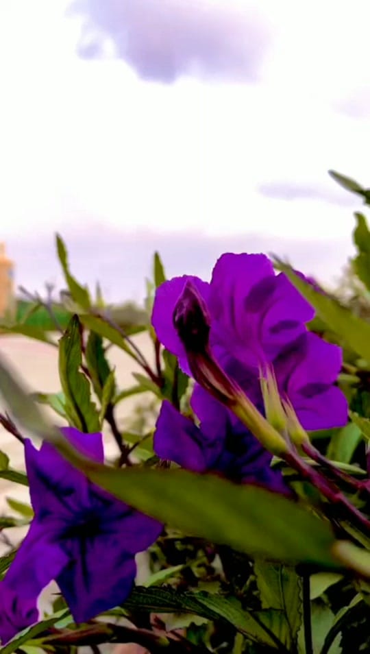 Post 4 by nuzai—rah on TikTok (video)