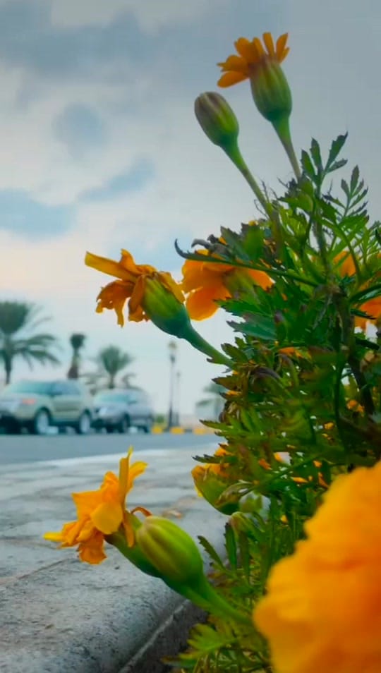 Post 6 by nuzai—rah on TikTok (video)