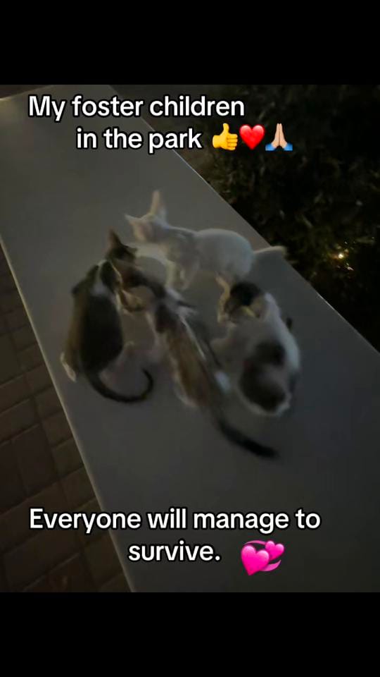 Post 10 by 🇦🇹Susi in Dubai🇦🇪 on TikTok (video)