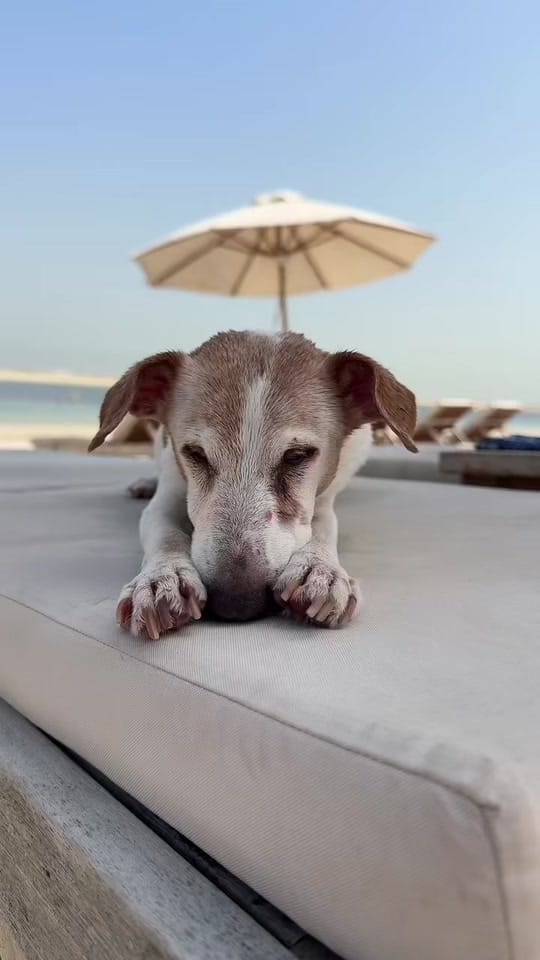 Post 4 by 🇦🇹Susi in Dubai🇦🇪 on TikTok (video)