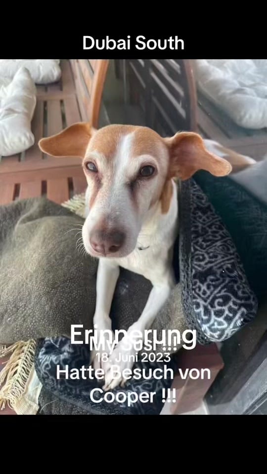 Post 7 by 🇦🇹Susi in Dubai🇦🇪 on TikTok (video)