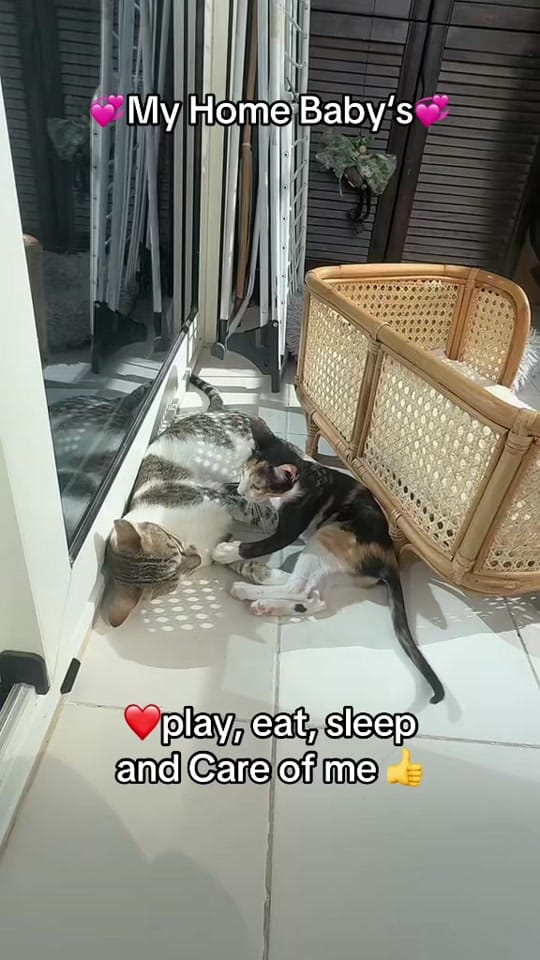 Post 8 by 🇦🇹Susi in Dubai🇦🇪 on TikTok (video)