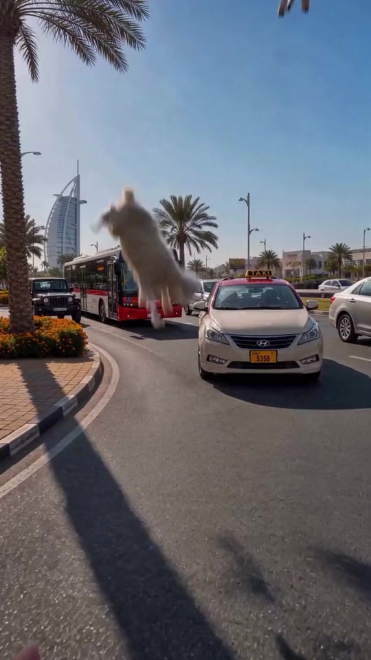 Post 1 by Content creator on TikTok (video)
