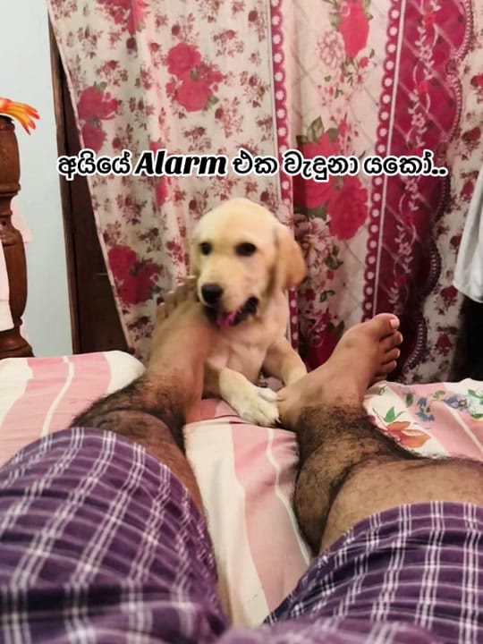 Post 9 by 🇱🇰<Kaniya>•<DxB>🇦🇪 on TikTok (video)