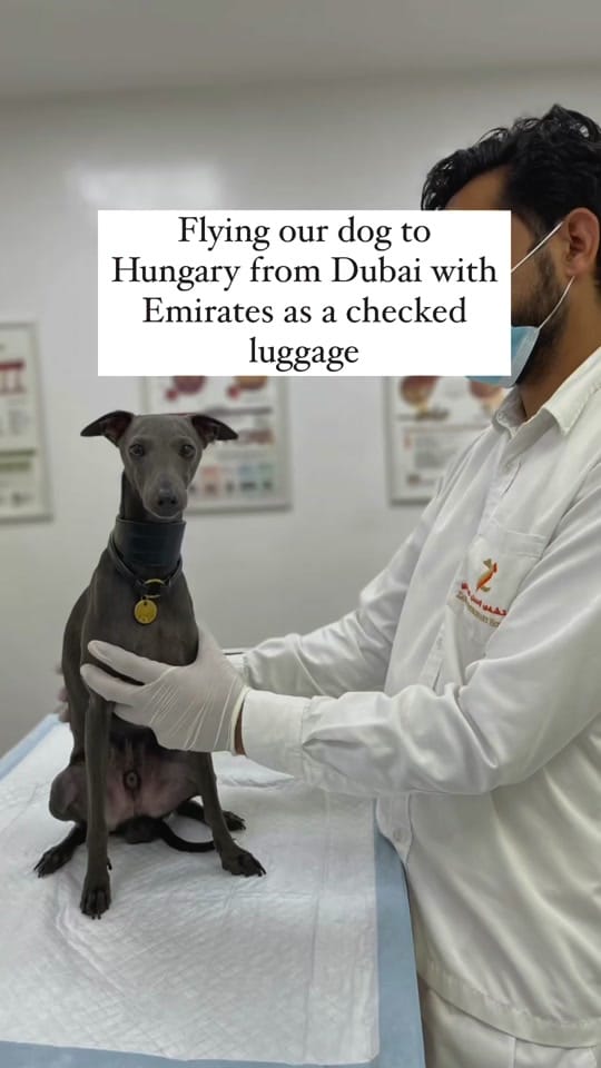 Post 1 by ENZO THE ITALIAN GREYHOUND 🐾 on TikTok (video)