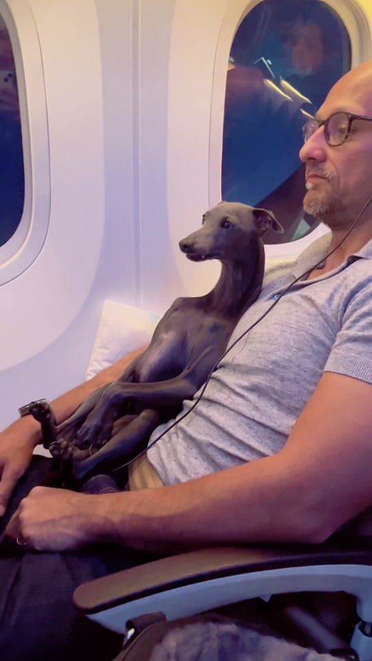 Post 10 by ENZO THE ITALIAN GREYHOUND 🐾 on TikTok (video)