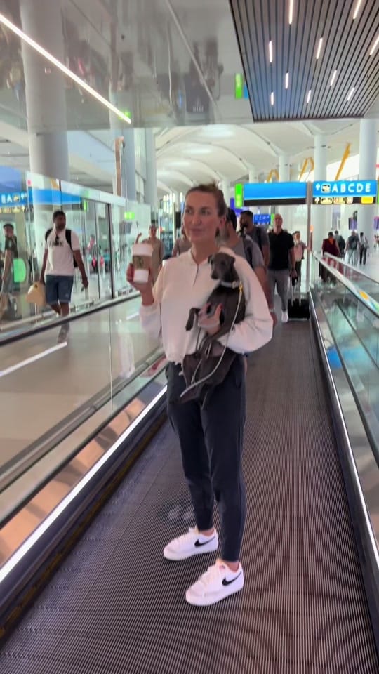 Post 2 by ENZO THE ITALIAN GREYHOUND 🐾 on TikTok (video)