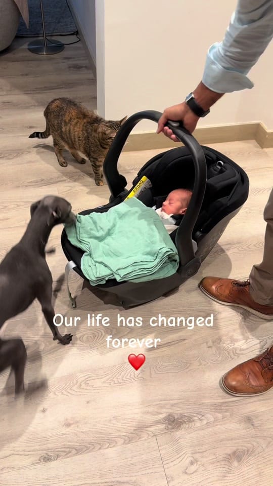 Post 3 by ENZO THE ITALIAN GREYHOUND 🐾 on TikTok (video)