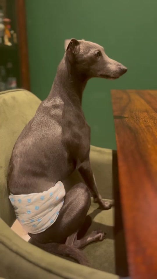 Post 5 by ENZO THE ITALIAN GREYHOUND 🐾 on TikTok (video)