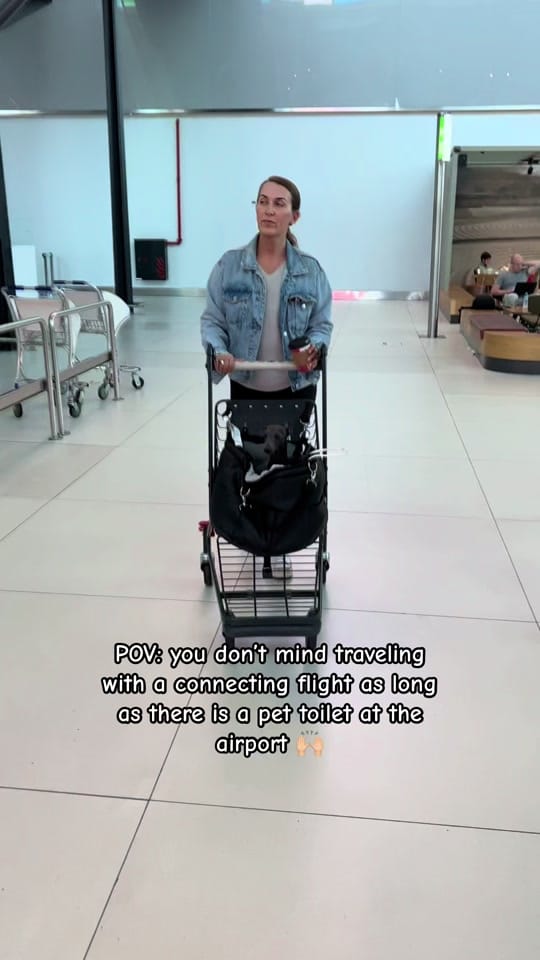 Post 8 by ENZO THE ITALIAN GREYHOUND 🐾 on TikTok (video)