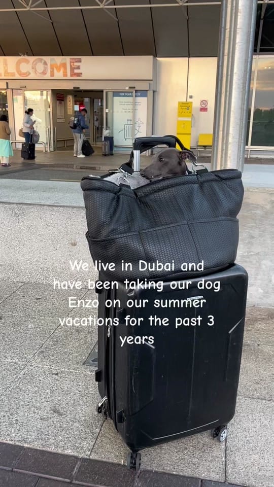 Post 9 by ENZO THE ITALIAN GREYHOUND 🐾 on TikTok (video)