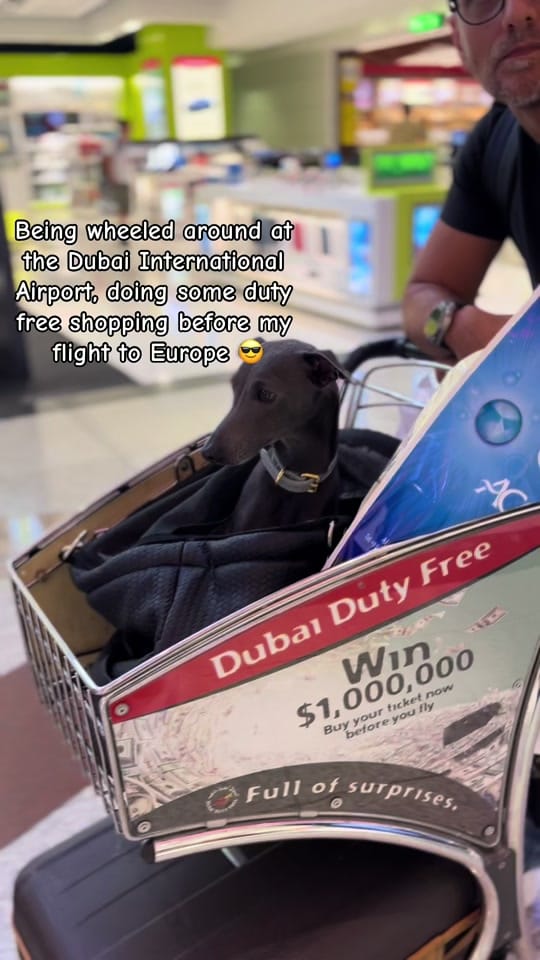 Post 4 by ENZO THE ITALIAN GREYHOUND 🐾 on TikTok (video)