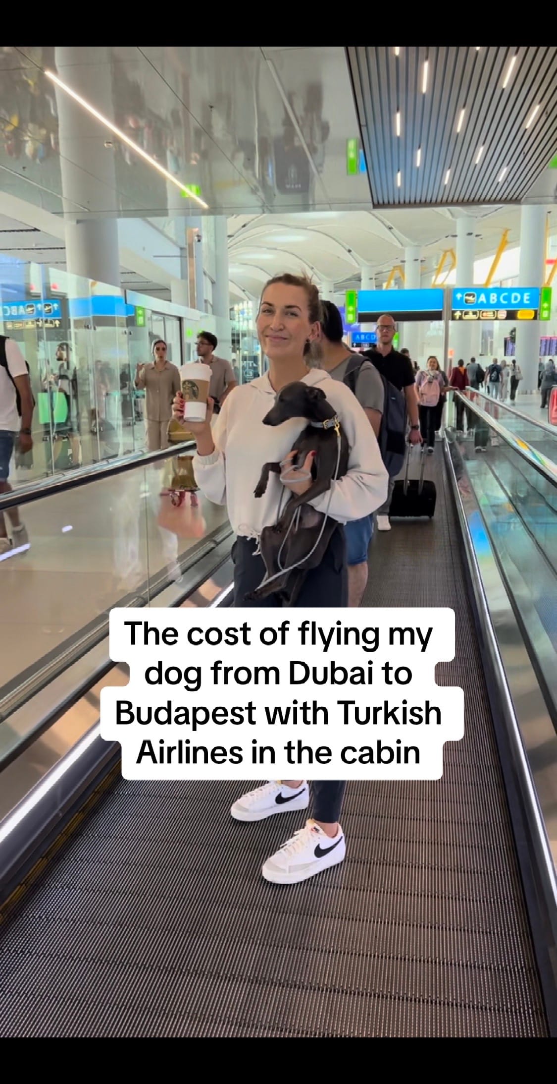 Post 7 by ENZO THE ITALIAN GREYHOUND 🐾 on TikTok (video)