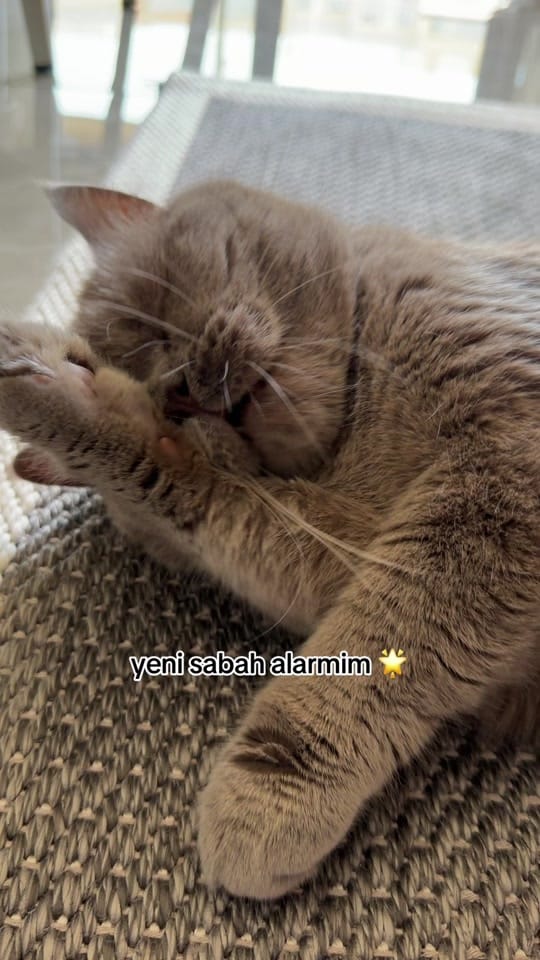 Post 10 by zeynep gunes on TikTok (video)
