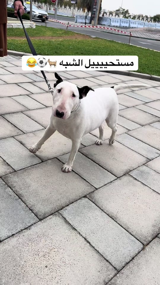 Post 8 by العكرمي El Akrami✨ on TikTok (video)