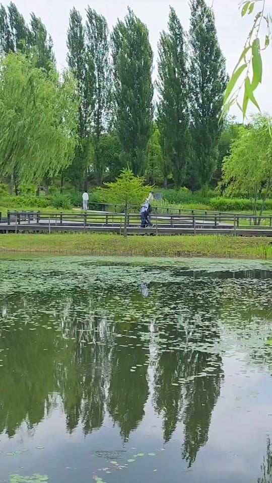 Post 5 by HANASUKI(kOREA) on TikTok (video)