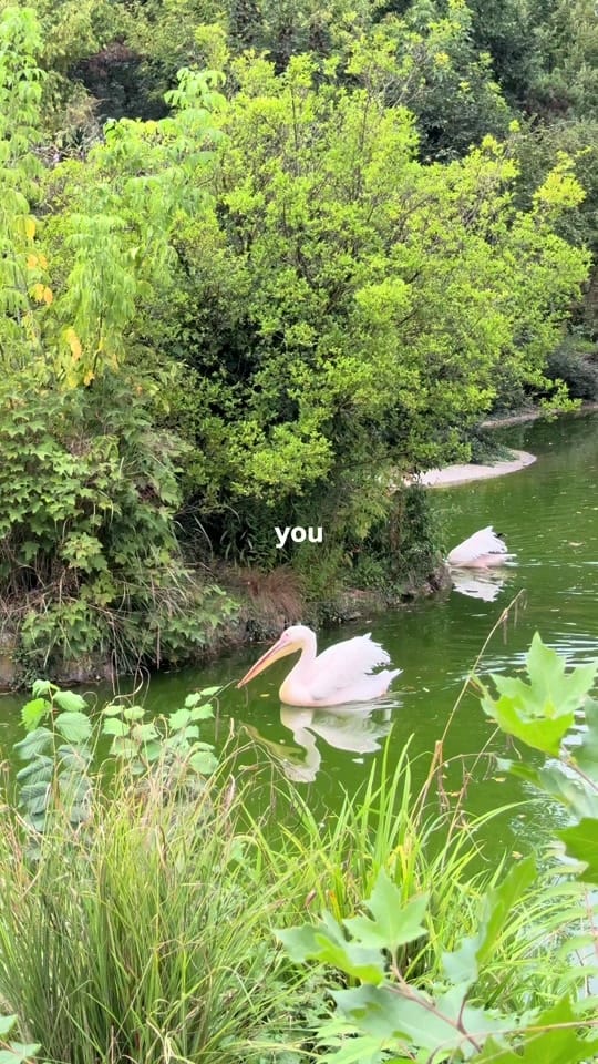 Post 1 by ZAK 🌍 on TikTok (video)