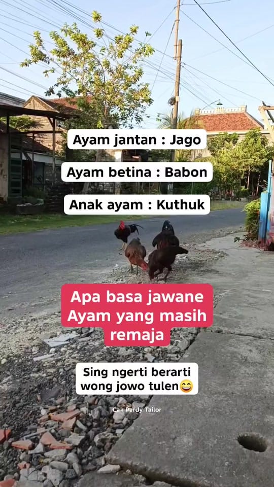 Post 4 by Cak Pardy Tailor on TikTok (video)