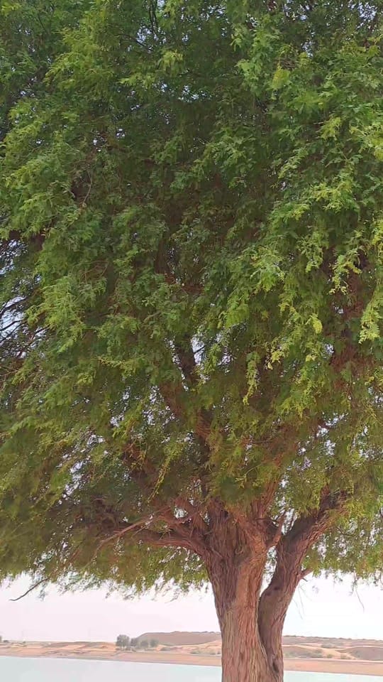 Post 1 by Ditto Raju on TikTok (video)