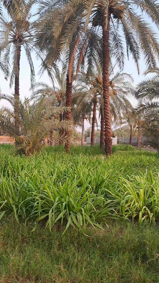 Post 4 by Ditto Raju on TikTok (video)