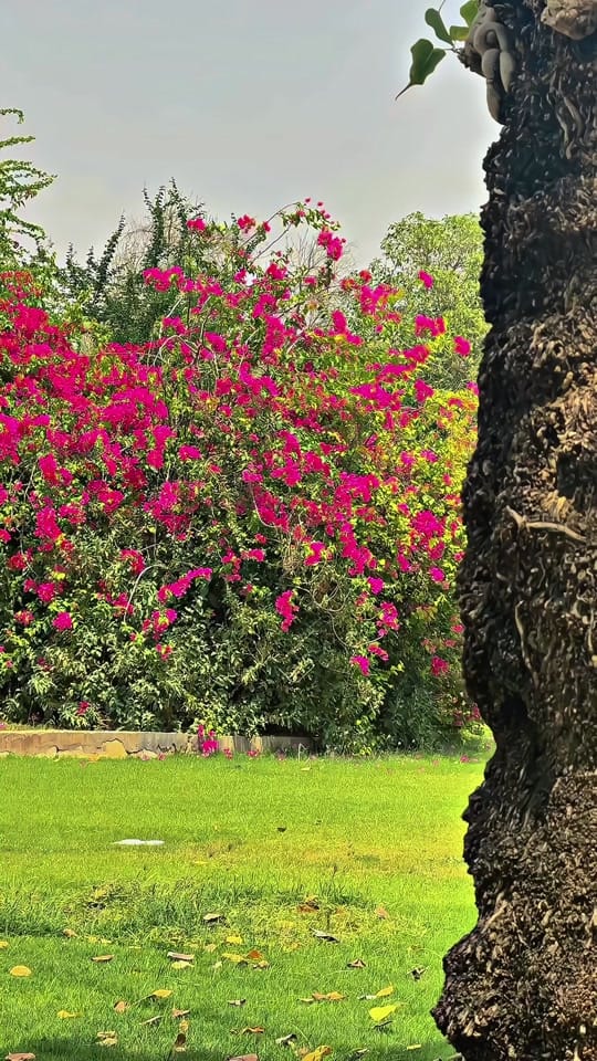 Post 5 by Saqib Al Ain 🇦🇪 on TikTok (video)