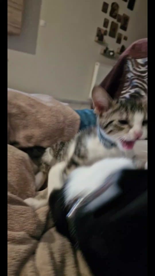 Post 10 by KoiloumbasFamily on TikTok (video)