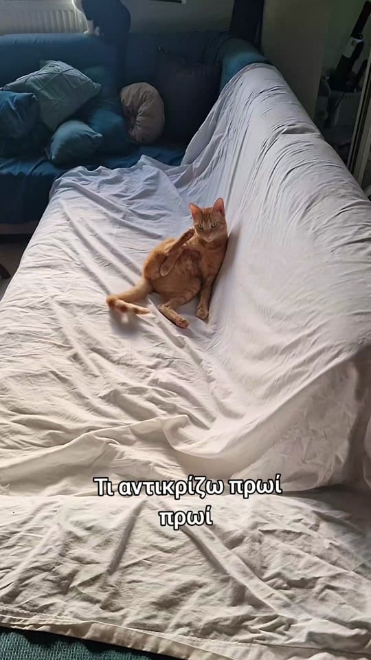 Post 4 by KoiloumbasFamily on TikTok (video)
