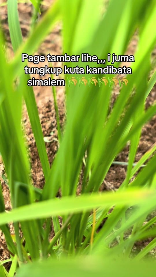 Post 4 by ROY366 on TikTok (video)
