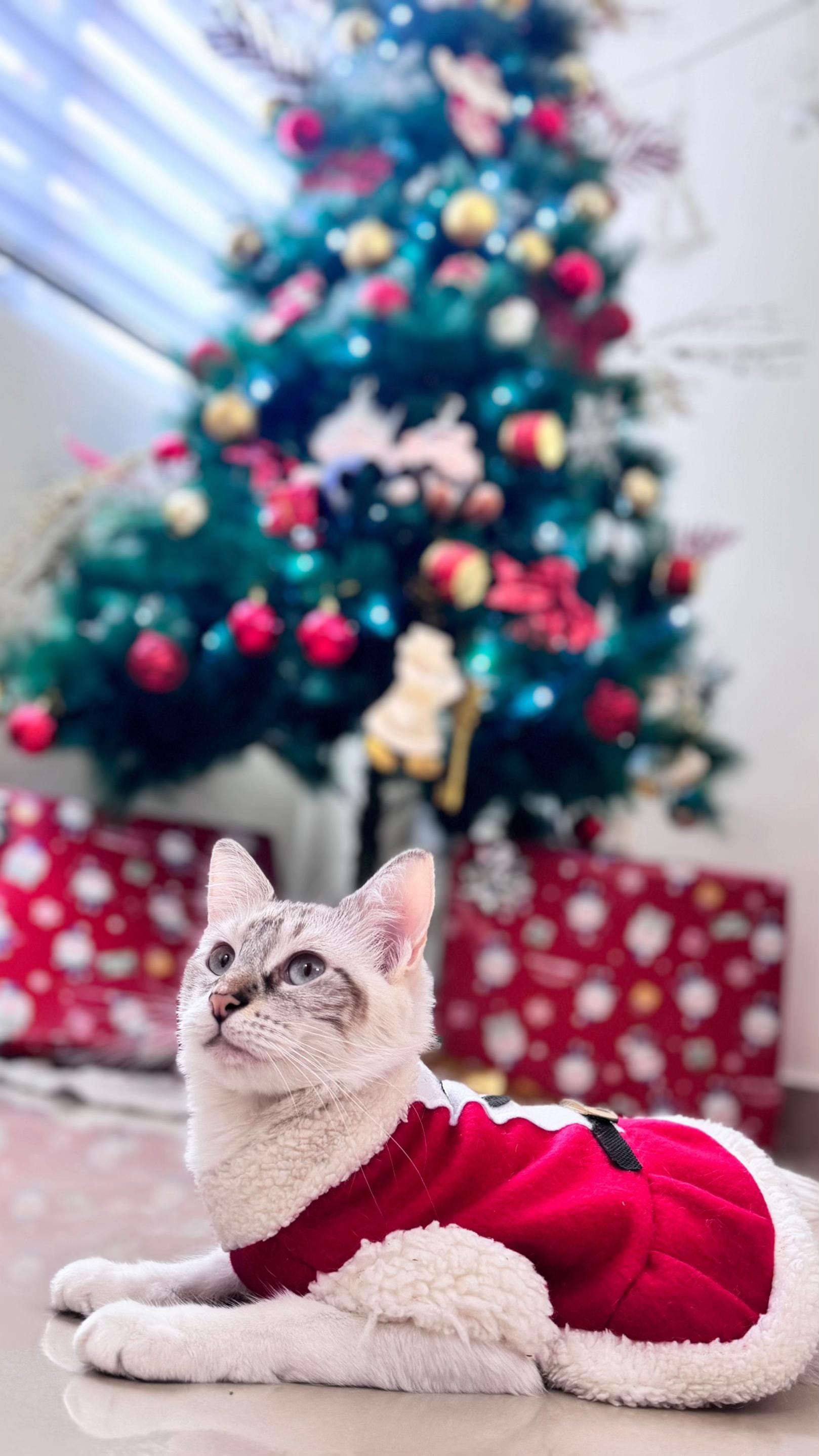 Post 2 by Romina Sanchez on TikTok (video)