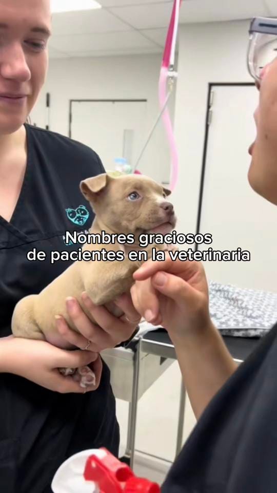 Post 3 by veterinaria santa isabel on TikTok (video)