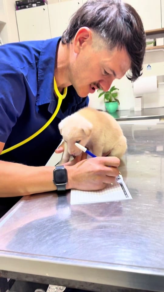 Post 9 by veterinaria santa isabel on TikTok (video)