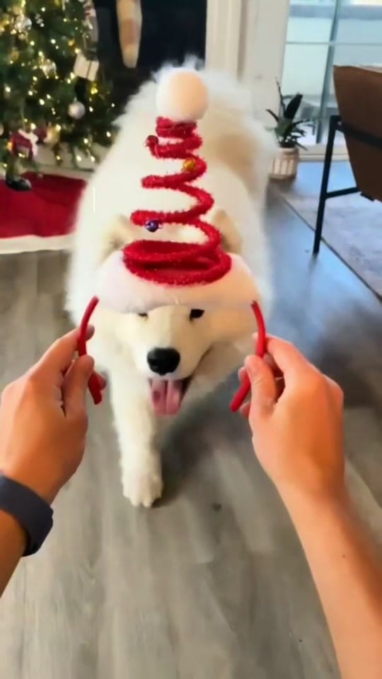 Post 8 by veterinaria santa isabel on TikTok (video)