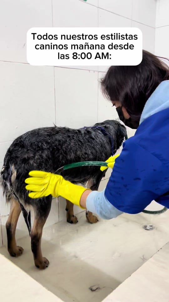 Post 5 by veterinaria santa isabel on TikTok (video)