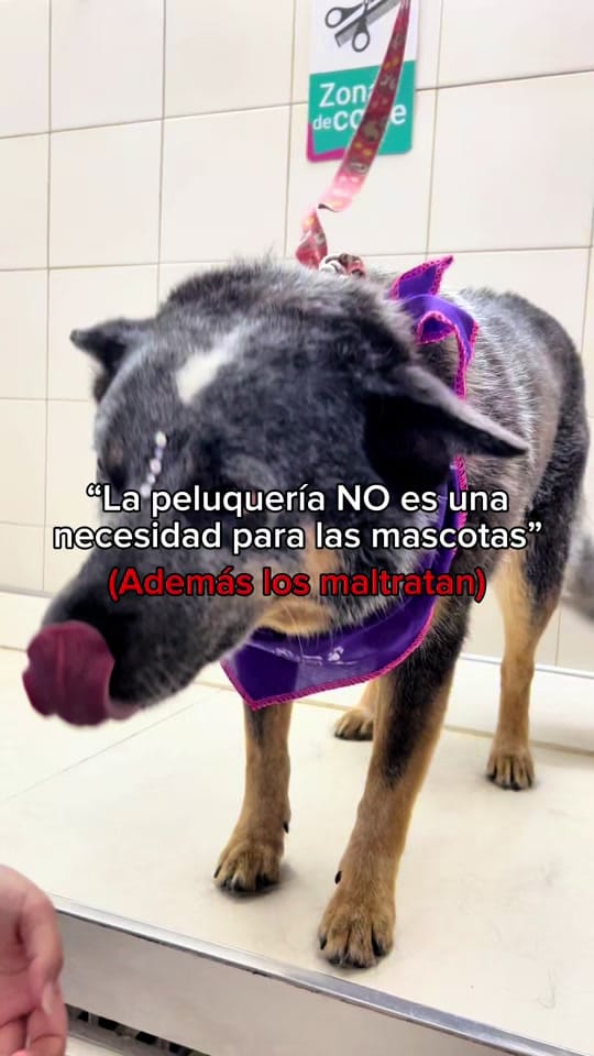 Post 4 by veterinaria santa isabel on TikTok (video)