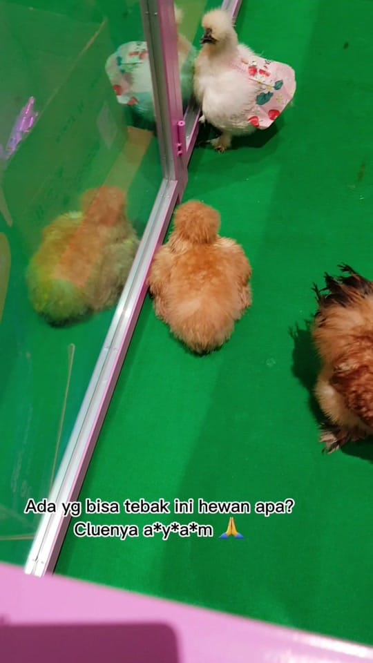 Post 5 by Kimi Petshop on TikTok (video)