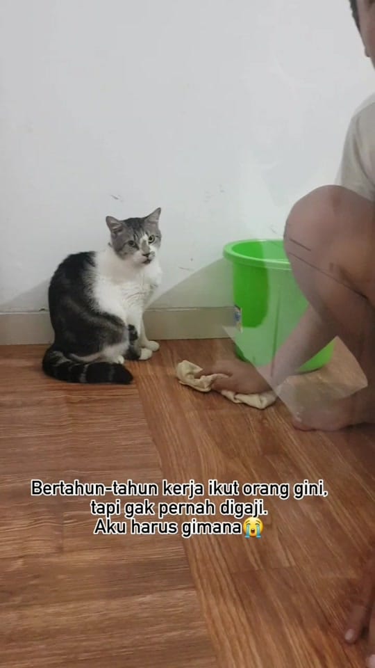 Post 6 by Kimi Petshop on TikTok (video)
