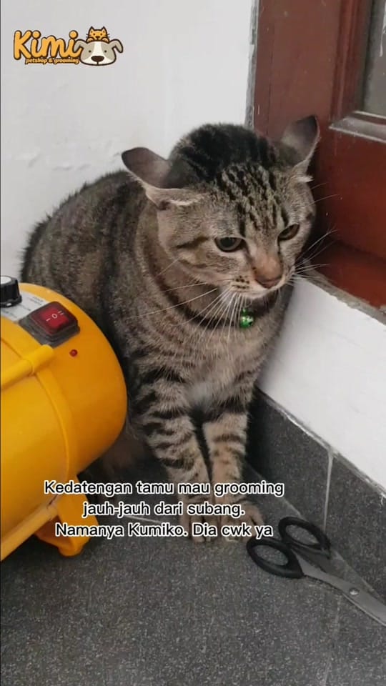 Post 10 by Kimi Petshop on TikTok (video)