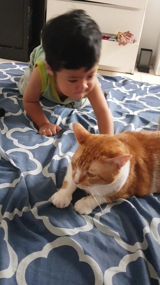 Post 1 by Kimi Petshop on TikTok (video)