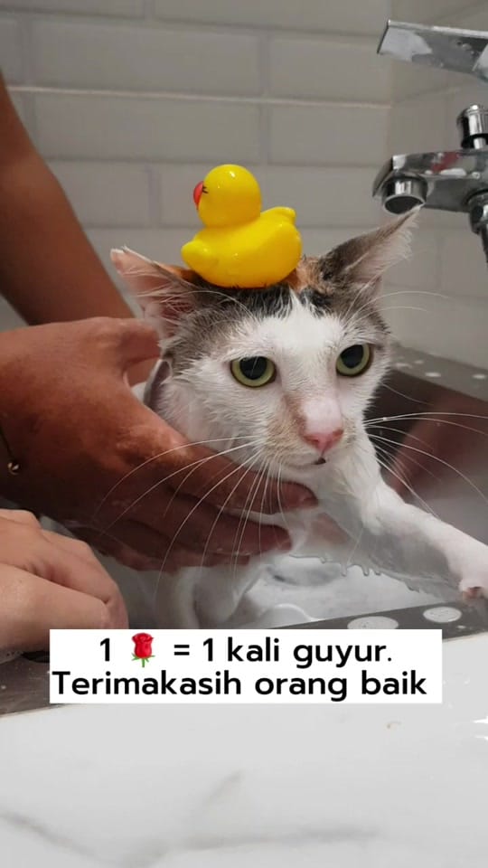 Post 8 by Kimi Petshop on TikTok (video)