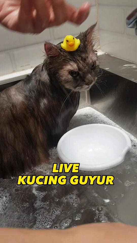 Post 7 by Kimi Petshop on TikTok (video)