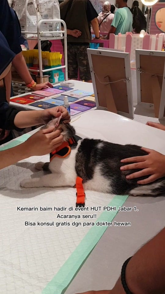Post 4 by Kimi Petshop on TikTok (video)