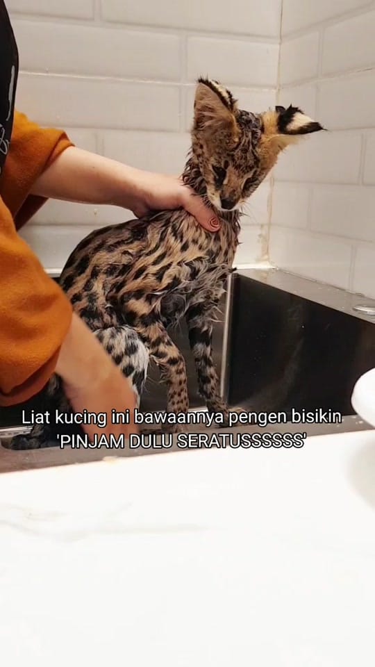 Post 2 by Kimi Petshop on TikTok (video)