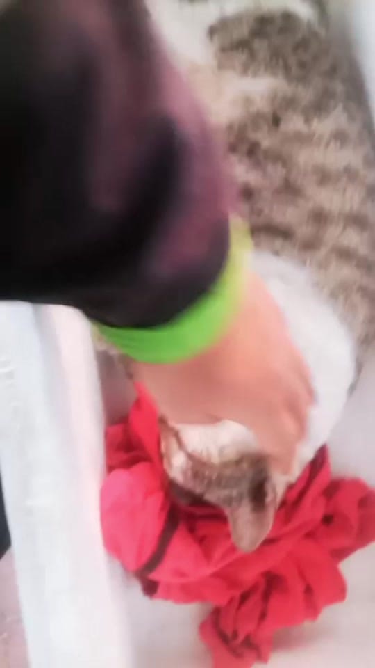 Post 5 by Rumah Singgah Kucing Jalanan on TikTok (video)