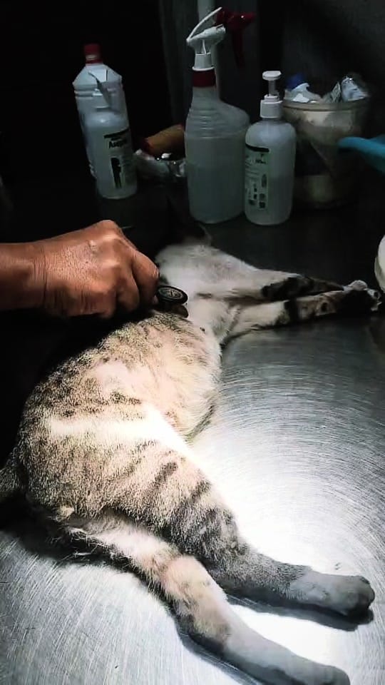 Post 4 by Rumah Singgah Kucing Jalanan on TikTok (video)