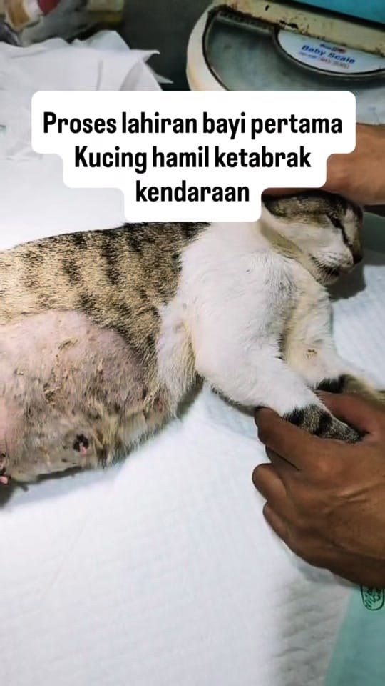 Post 3 by Rumah Singgah Kucing Jalanan on TikTok (video)