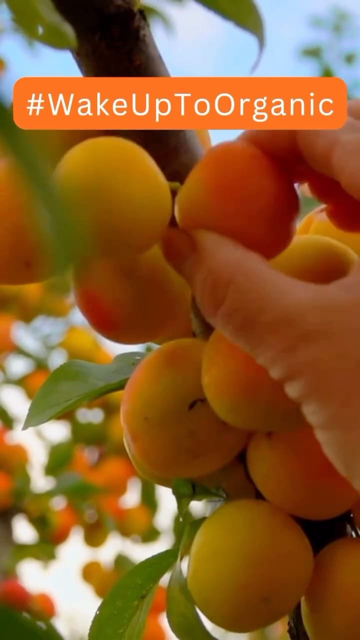 Post 1 by Frutteto Italia | Organic 100% fruit spreads on Instagram (video)