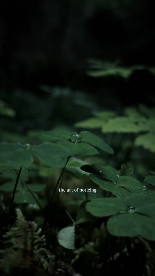 Post 4 by Johan David Buran on Instagram (video)