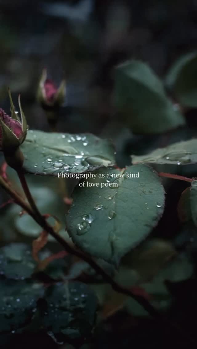 Post 9 by Francesca ♒︎ ♄ ♇, photographer & writer, wild & shadowed on Instagram (video)